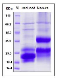 SDS-PAGE (PPIA-187H).jpg